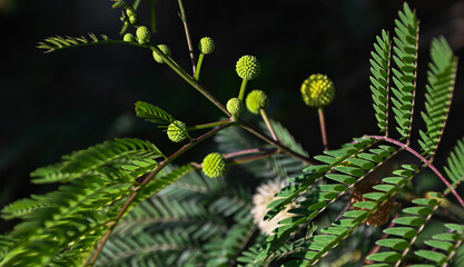 Faux mimosa Leucaena leucocephala