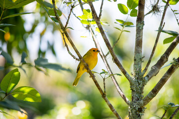 Sicale bouton-d'or Sicalis flaveola