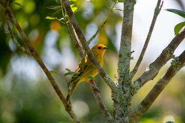Sicale bouton-d'or Sicalis flaveola