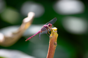 Libellule  rose Orthemis sp