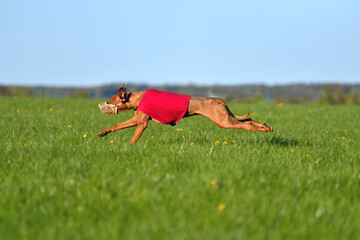 Dogs racing in lure coursing