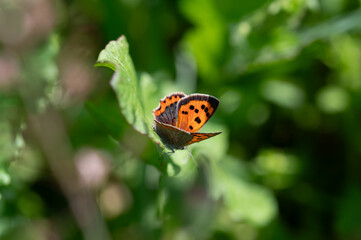 Papillon Cuivré commun Lycaena phlaeas