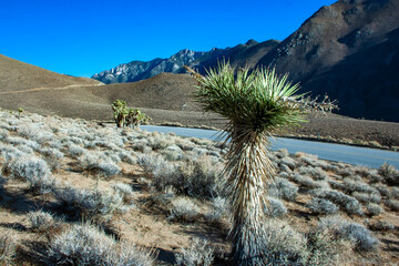Joshua tree, palm tree yucca (Yucca brevifolia), thickets of yucca and other drought-resistant plants on the slopes of the Sierra Nevada mountains, California, USA - obrazy, fototapety, plakaty