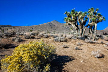 Joshua tree, palm tree yucca (Yucca brevifolia), thickets of yucca and other drought-resistant plants on the slopes of the Sierra Nevada mountains, California, USA