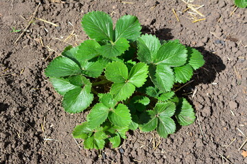 a strawberry plant with green leaves that is growing in dirt top view
