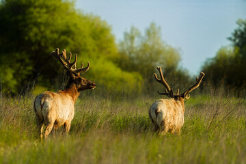 Tule elk in brush