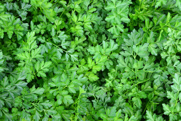 a close up of a bunch of parsley wallpaper