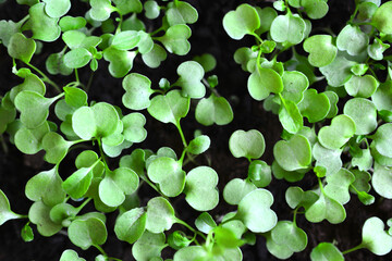 a close up of arugula plant growing in a pot 