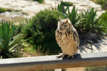 an owl in Malta.