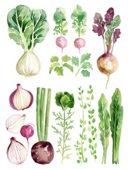 vegetables watercolored illustration set isolated on a white background