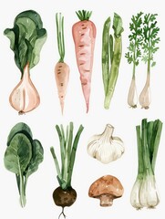 vegetables watercolored illustration set isolated on a white background