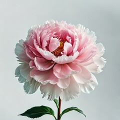 flowers on a white background