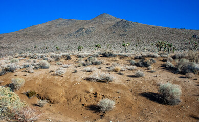 Joshua tree, palm tree yucca (Yucca brevifolia), thickets of yucca and other drought-resistant plants on the slopes of the Sierra Nevada mountains, California, USA