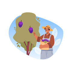 Farmer harvesting grapes vineyard vector illustration
