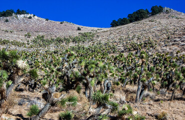 Joshua tree, palm tree yucca (Yucca brevifolia), thickets of yucca and other drought-resistant...