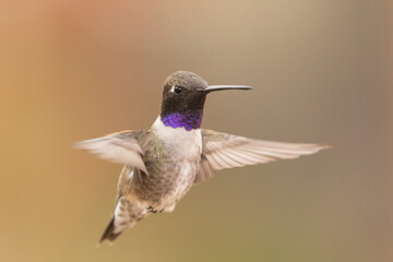 Obraz premium An adult male Black-chinned hummingbird hovers almost facing the camera while the soft light shows the purple iridescence of his gorget feathers.