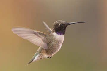 Fototapeta premium An adult male Black-chinned hummingbird hovers in the air in soft light with a few of his gorget feathers gleaming an iridescent purple color. 