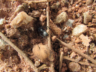 Black ant, walking across the red earth floor, among dry leaves, stones and pebbles, tree and bamboo branches, looking for food for the anthill.