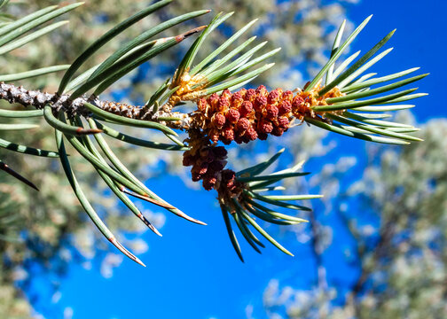 Pine branch with male cones against a background of blue sky in the Sierra Nevada mountains, USA