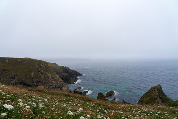 Falaises fleuries de carottes sauvages sur le littoral breton du Cap Sizun, un tableau naturellement éblouissant.
