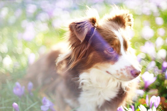 Mini Aussie
