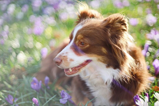 Mini Aussie