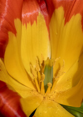 Close up view of red and yellow color tulip flower