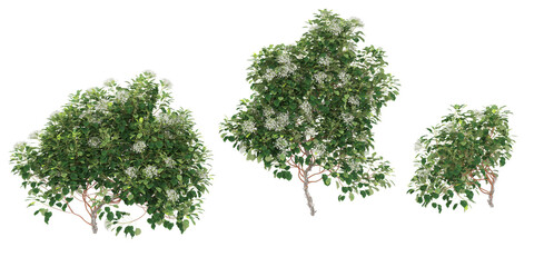 climber plants, creeper plants, 3D rendering with transparent background, for illustration, digital composition