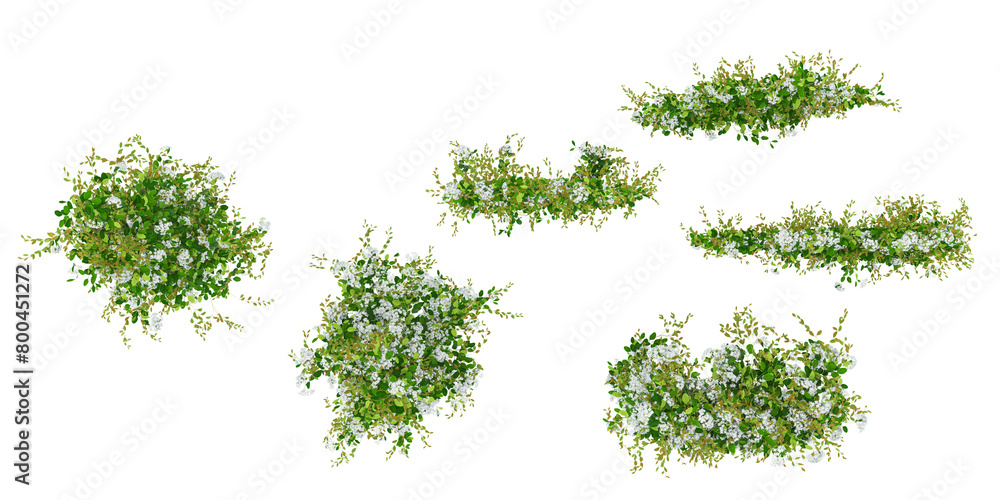 Poster creeper plants with transparent background, 3d rendering from top view