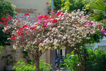 Le bougainvillier