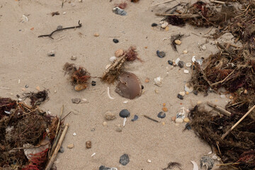 Image of all the sea debris brought in by the tide of the ocean. It is all scattered all around the beach. Broken pieces of shell among the sand. The large brown shell is a horseshoe crab.