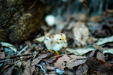 Small yellow chick looking for food with her brown mother hen hatch eggs background.