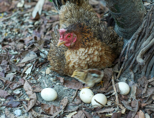 Domestic brown mother hen hatch eggs with her own small chick in nature.