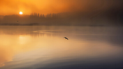 Fototapeta premium Bird flying over peaceful lake at sunset