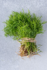 Dill green leaves. Food herb spice. Fresh dill with roots.