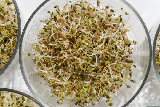 Fresh Sprouts
