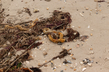 This is a beautiful image of debris that has been washed up onto the sand by the ocean. The brown...