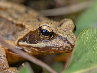 Common frog hides in the leaves