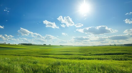 Obraz premium soy crop green field on a beautiful day