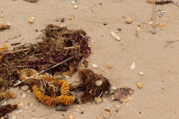 This is a beautiful image of debris that has been washed up onto the sand by the ocean. The brown...
