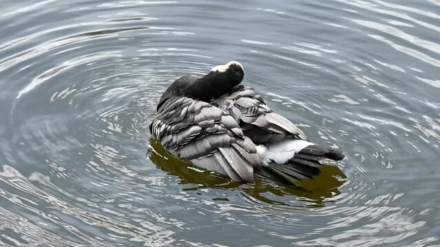 Barnacle Goose (Branta leucopsis) cleaning its feathers in a lake. April, London, UK. [Slow motion x5]
