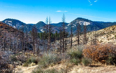 Burnt in a pine fire on the entrance to Sequoia National Park, California. The Sierra Nevada is a...