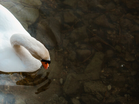 Swan on water feeding