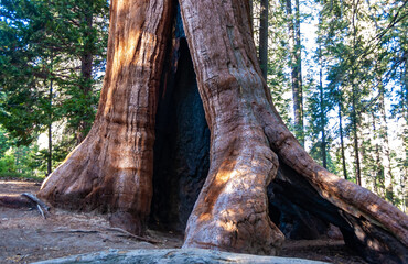 Giant Sequoia trees (Sequoiadendron giganteum) in Sequoia National Park, California, USA