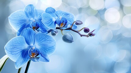   A tight shot of a blue bloom against a softly blurred backdrop, illuminated by hazy strands of light