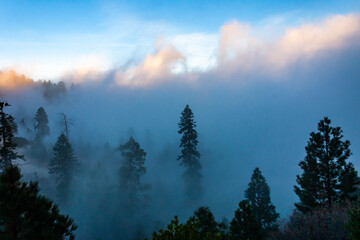 Mountain pass - view from the top of the mountain, coniferous trees in clouds on the slopes of the...