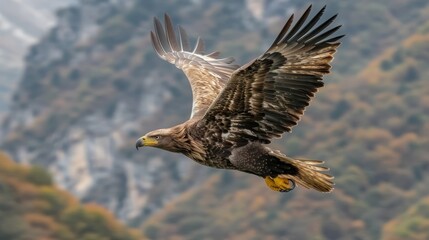 Obraz premium A bird flying in the air with sprawled wings