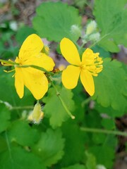 Obraz premium yellow maple leaves