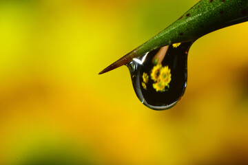 yellow flower with dew drops