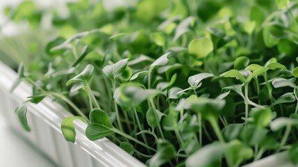 Obraz premium arugula microgreens growing in a square tray